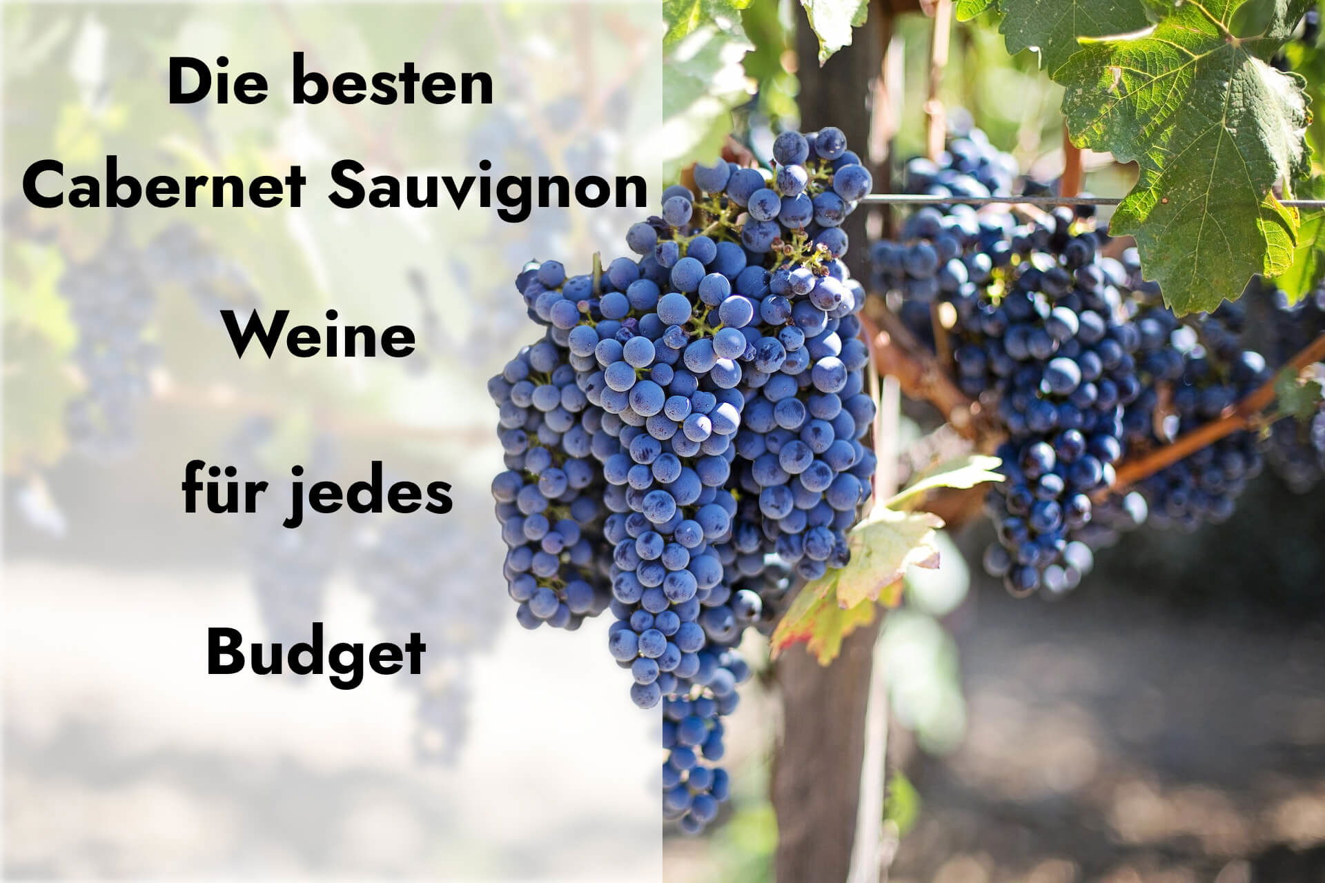 Der ultimative Führer zu Cabernet Sauvignon für jedes Budget