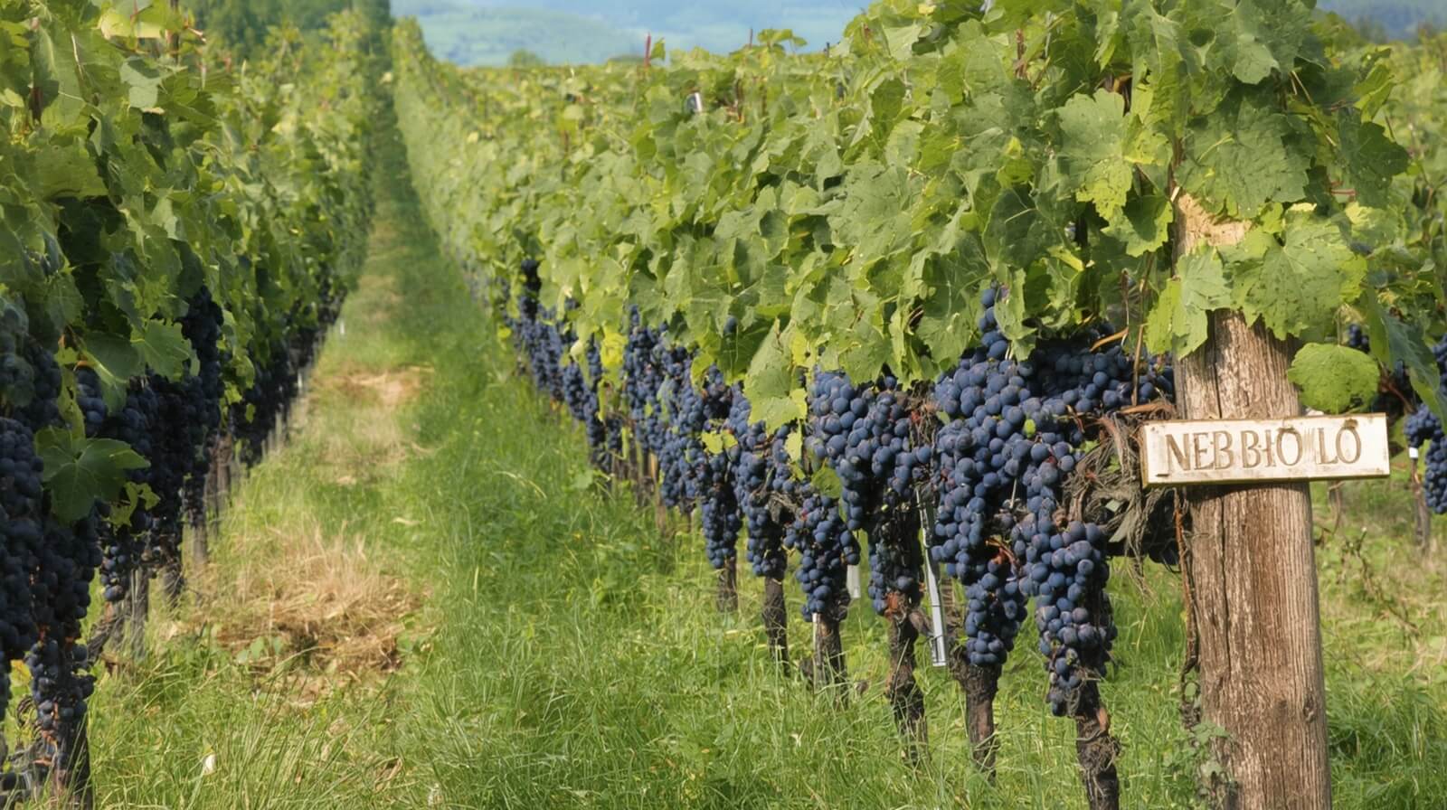 Wie Nebbiolo in der Langhe wächst