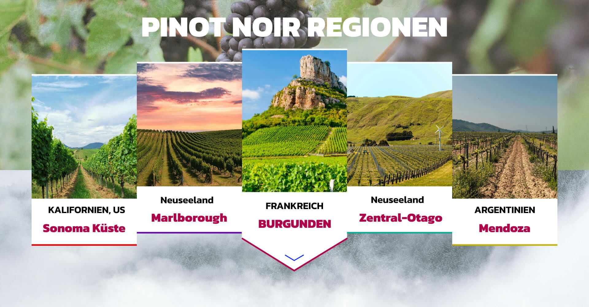 PINOT NOIR REGIONEN