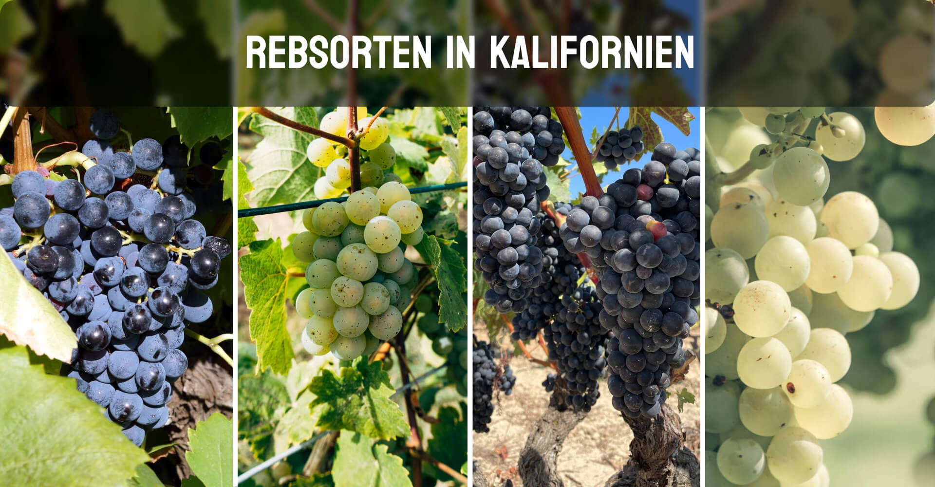 Rebsorten in Kalifornien