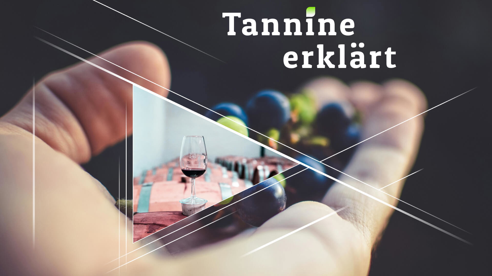 Tannine erklärt: Wie sie sich auf Ihren Wein auswirken 