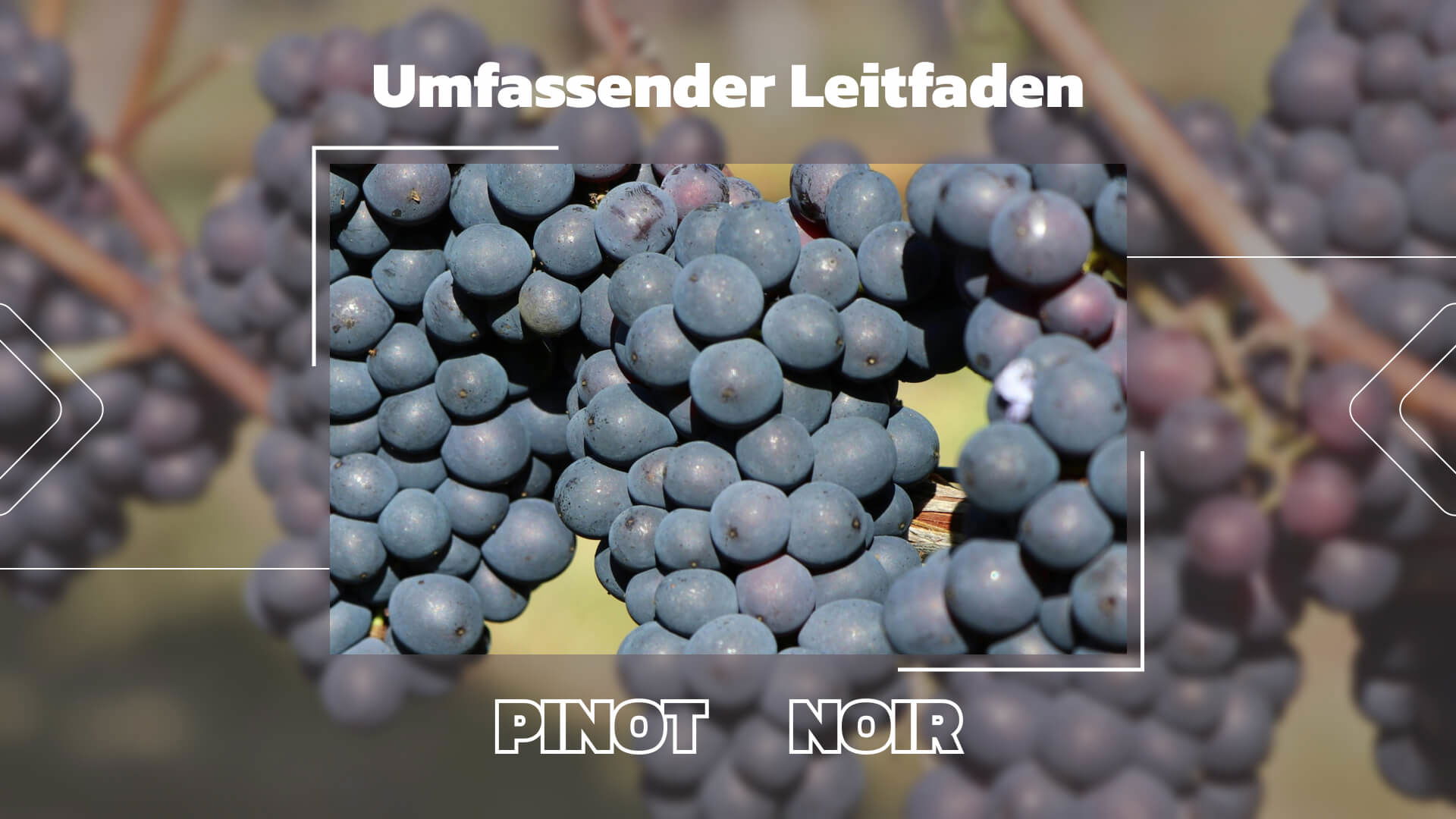 Die Pinot Noir Traube: Ein umfassender Leitfaden