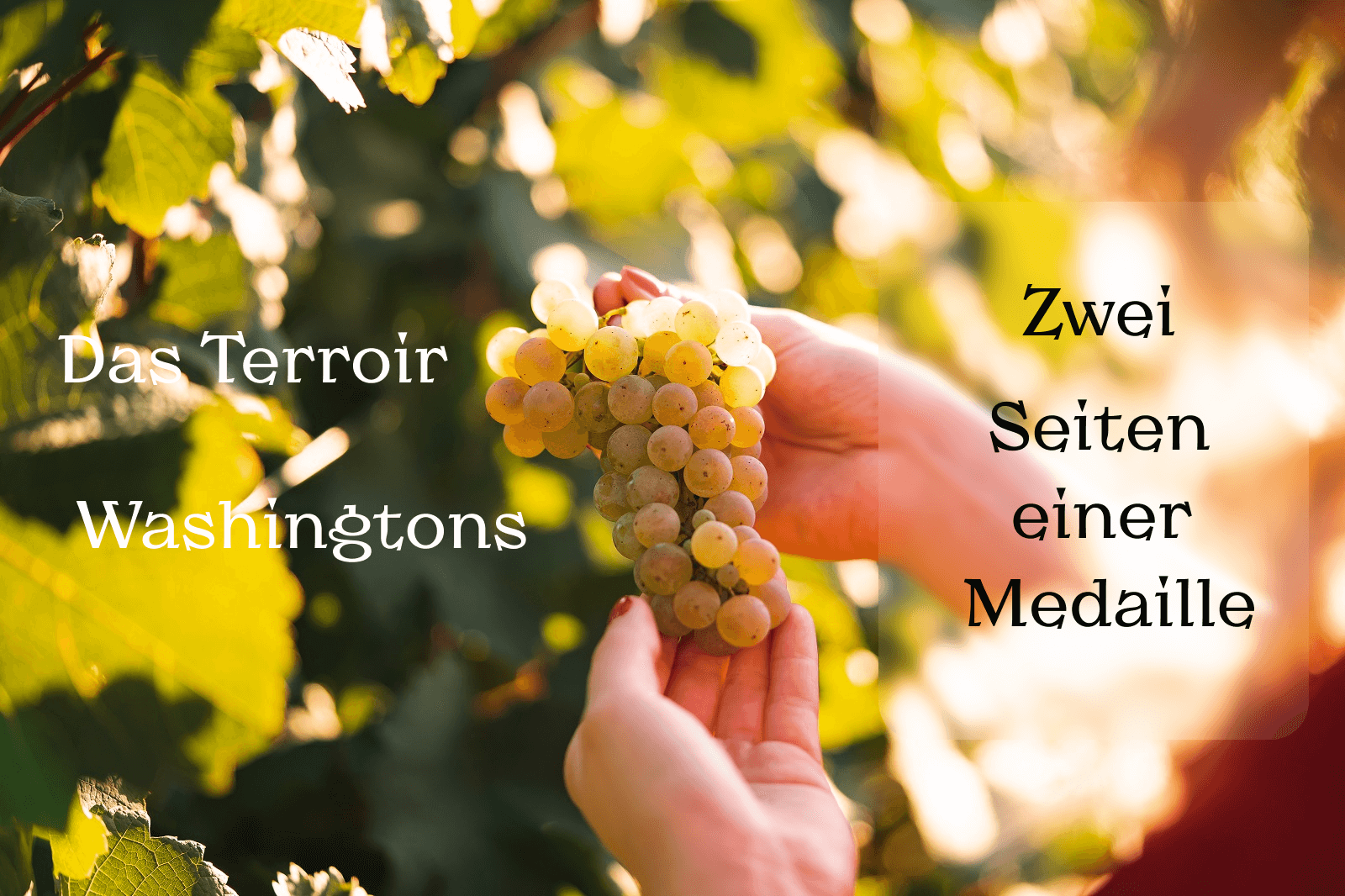 Washington's Terroir - Zwei Seiten einer Medaille