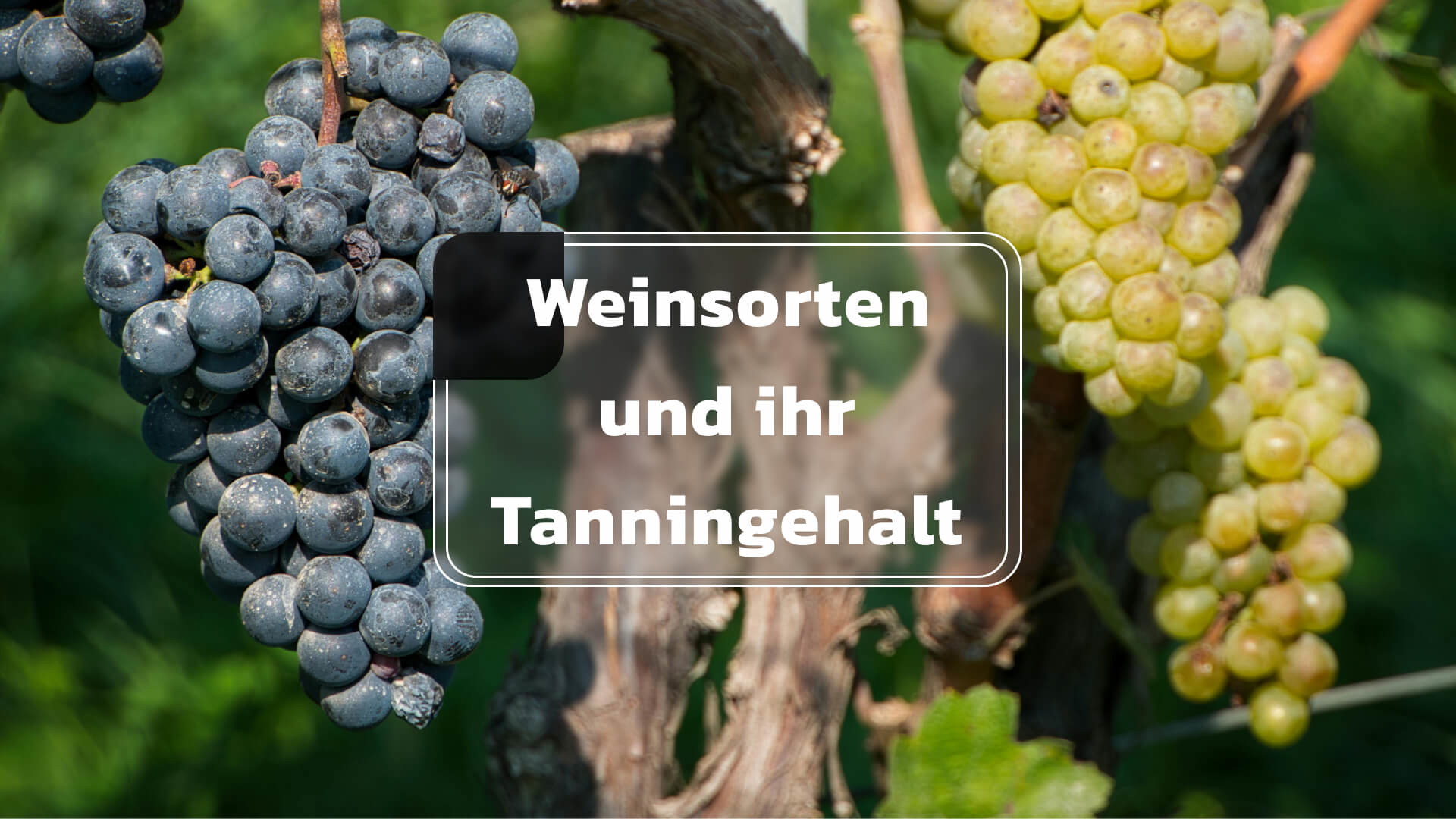 Weinsorten und ihr Tanningehalt