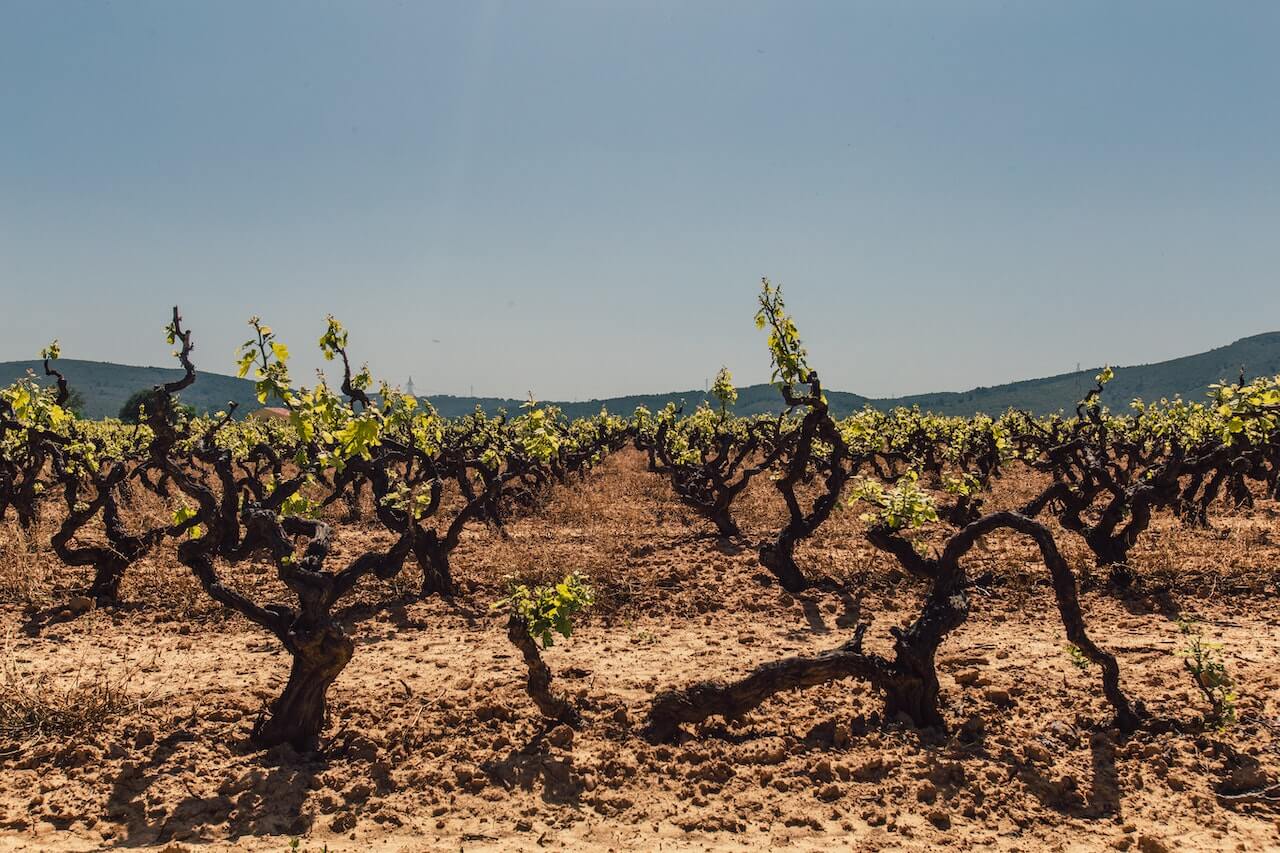 Leitfaden für den besten spanischen Rotwein aus jeder Region 2024